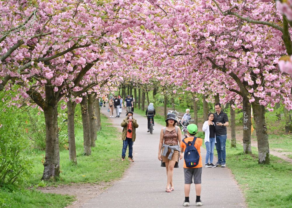 4月9日，在德國柏林，人們走在盛開的櫻花樹下。新華社記者任鵬飛攝
