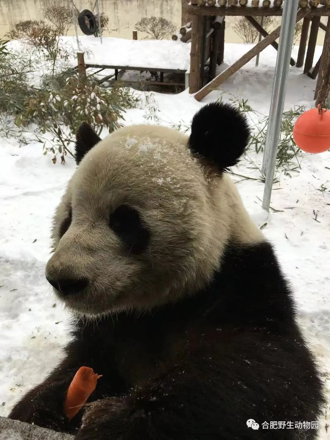 “亮亮”在合肥野生动物园生活时的照片