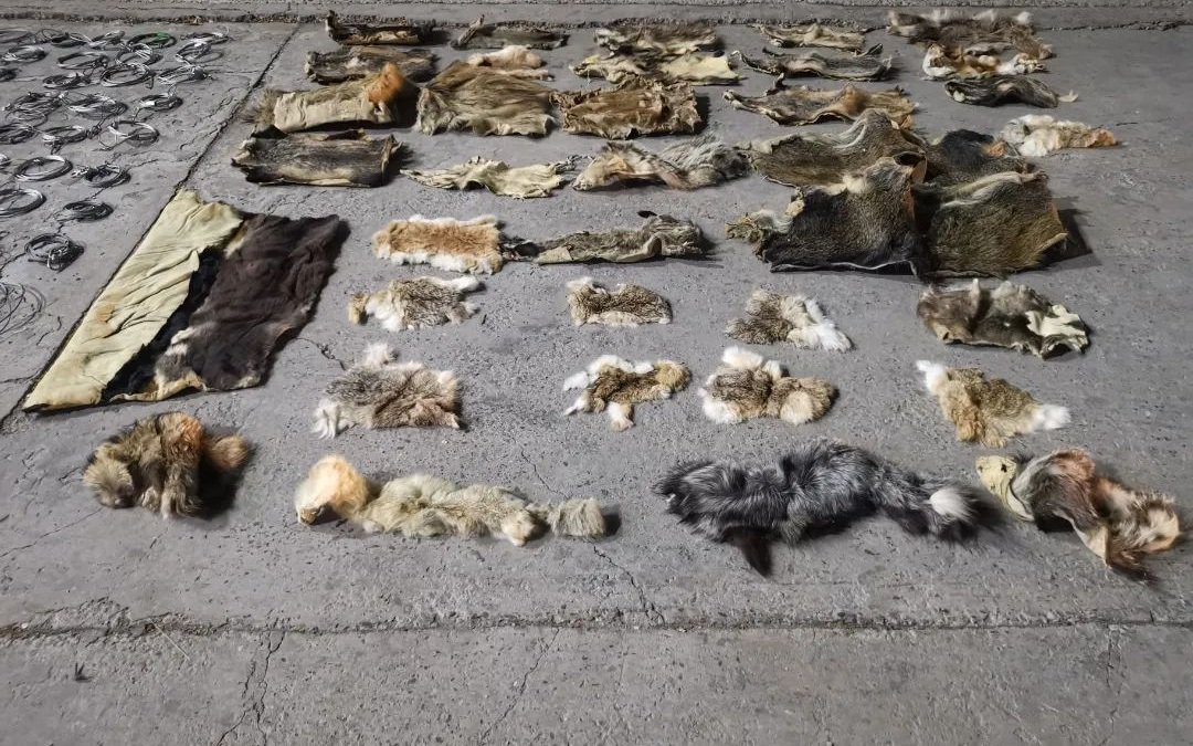 警方在嫌疑人朱某居住地起獲的獸皮等野生動物製品。圖源：房山警方