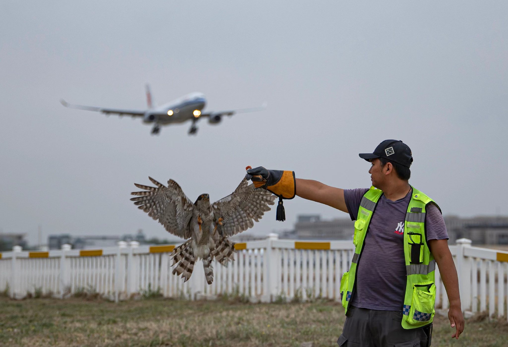 4月19日，工作人員採用「叫遠法」在可控的範圍內使用蒼鷹驅鳥。  新京報記者 陶冉 攝
