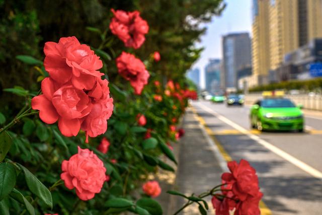 蔷薇花几月份种合适 8270-7033b86b5354c28804570d62c6f0f662.jpg