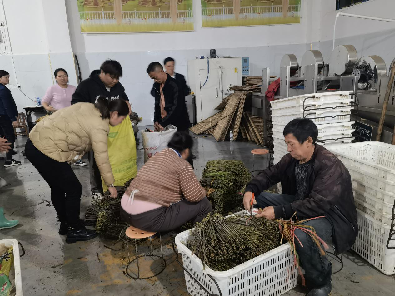 村民將採集的蕨菜送到加工廠。受訪者供圖