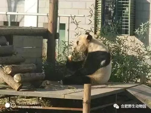 “亮亮”在合肥野生动物园生活时的照片