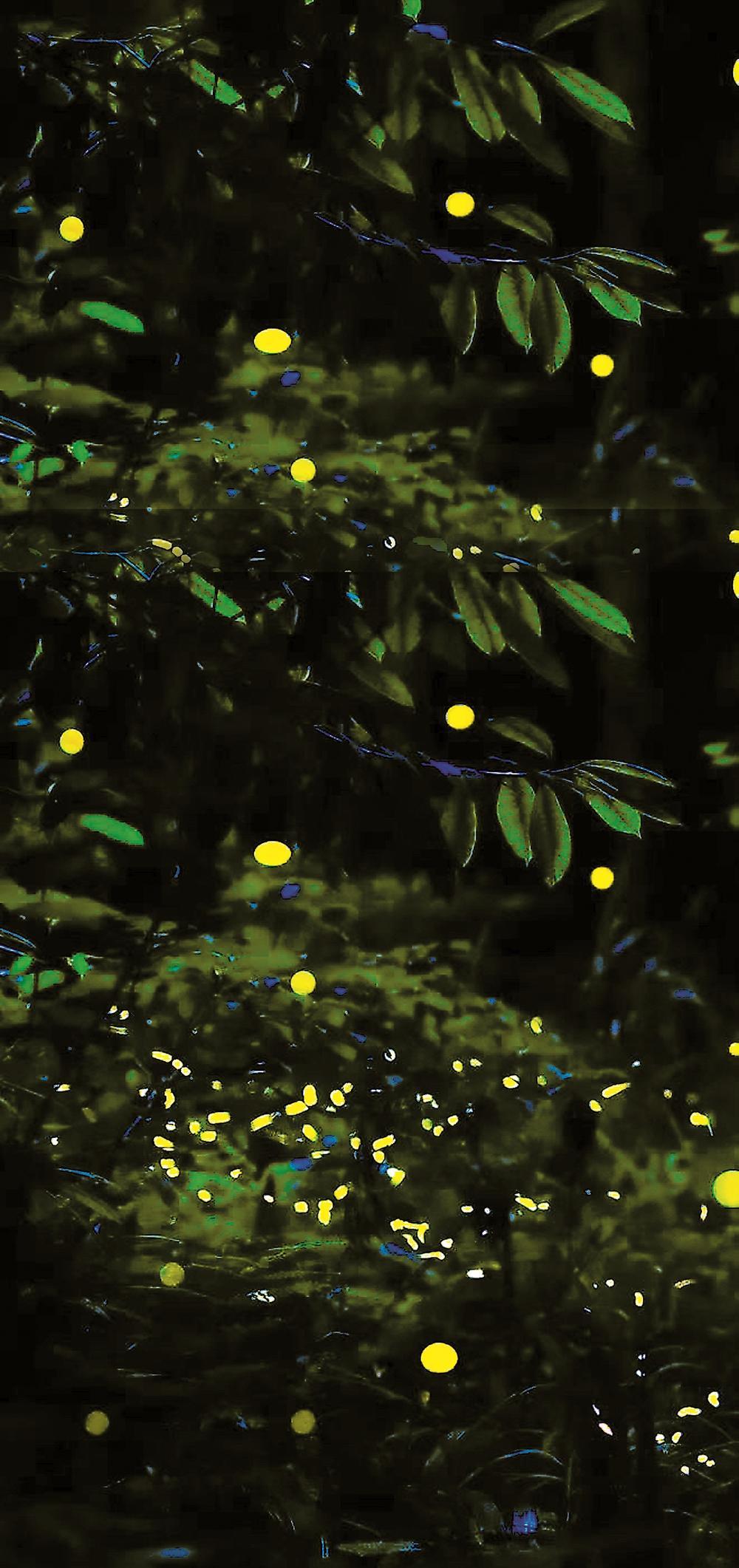 萤火虫为什么不用充电就亮 0055-375029c508371e1d932bc1ec56eaba99.jpg