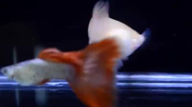 漂亮的红蕾丝孔雀鱼繁殖纪录