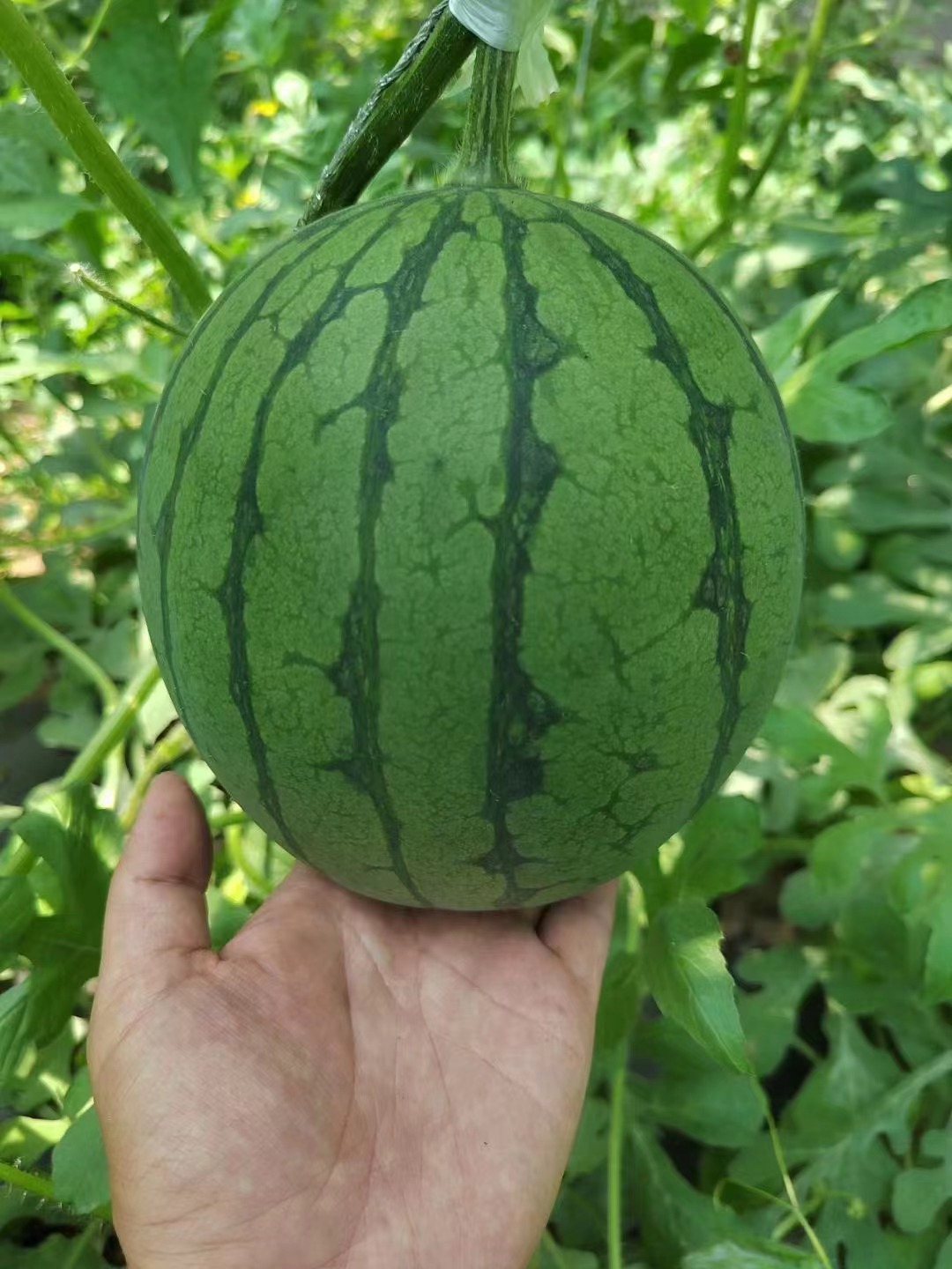 北京自主培育的西瓜品種——「炫彩」小西瓜。北京市農業農村局供圖