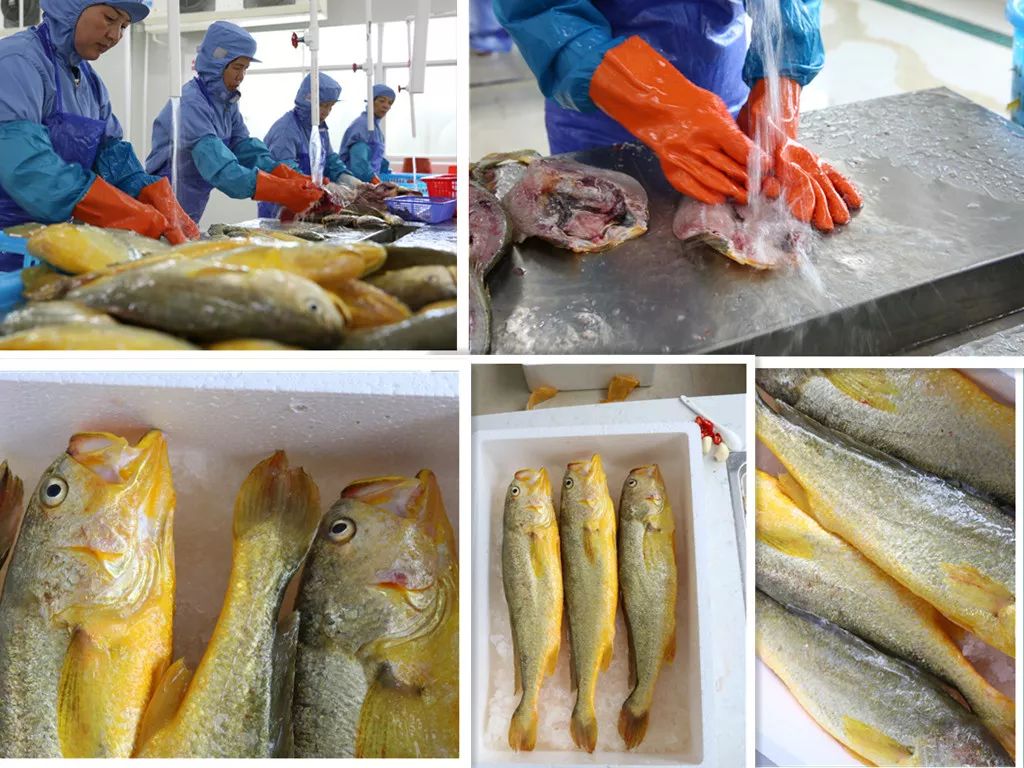 如何杀黄鱼视频 6c98-d2a2592797500dc67e8e93fe9a4d3285.jpg