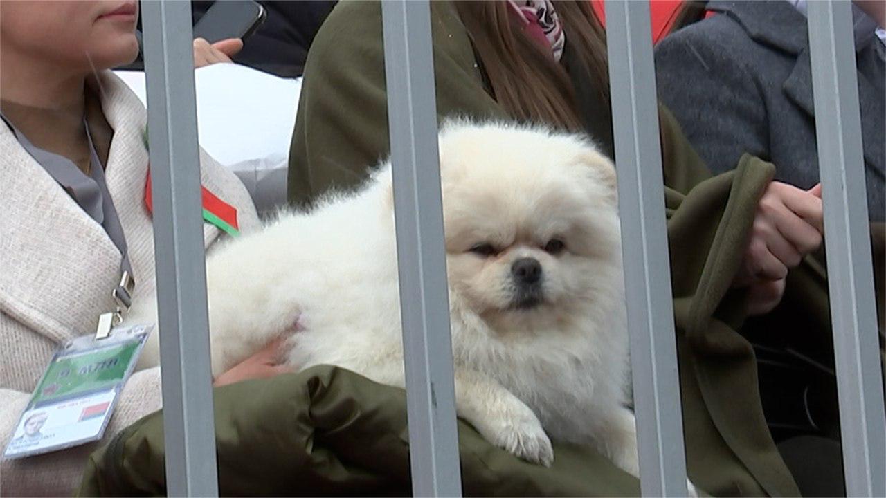  Lukashenko Watches Red Square Parade with Cute Dogs