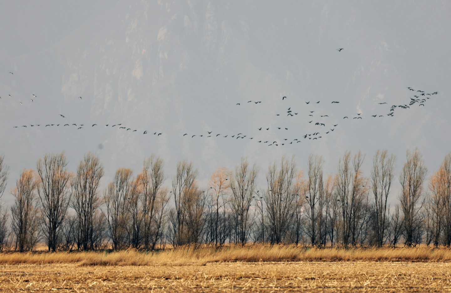 3月18日，鳥群飛過官廳水庫邊的樹林，景色如畫。  新京報記者 李木易 攝