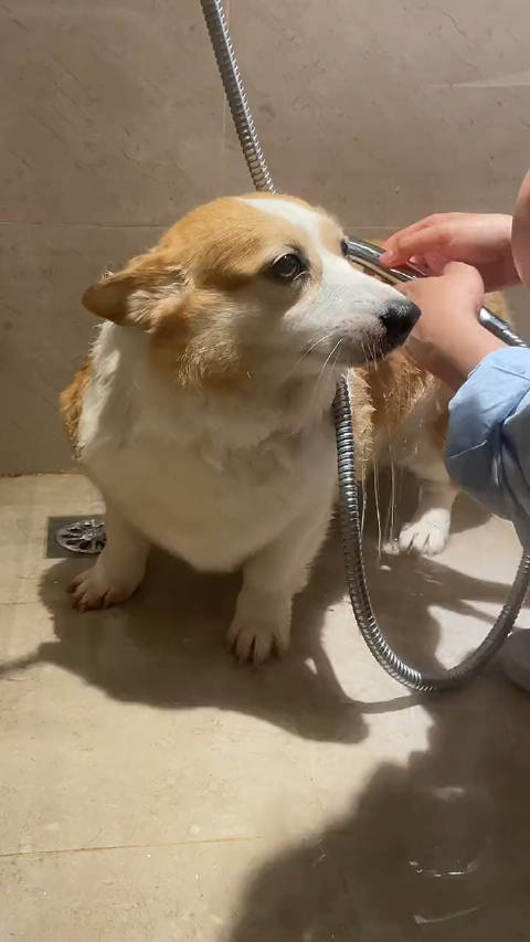 谁家小狗这么喜欢洗澡