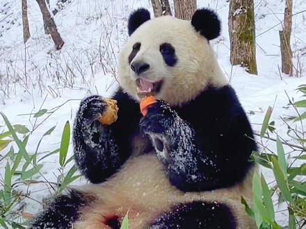 “野外大熊猫的用餐日程”有你有新体验 假日新体验