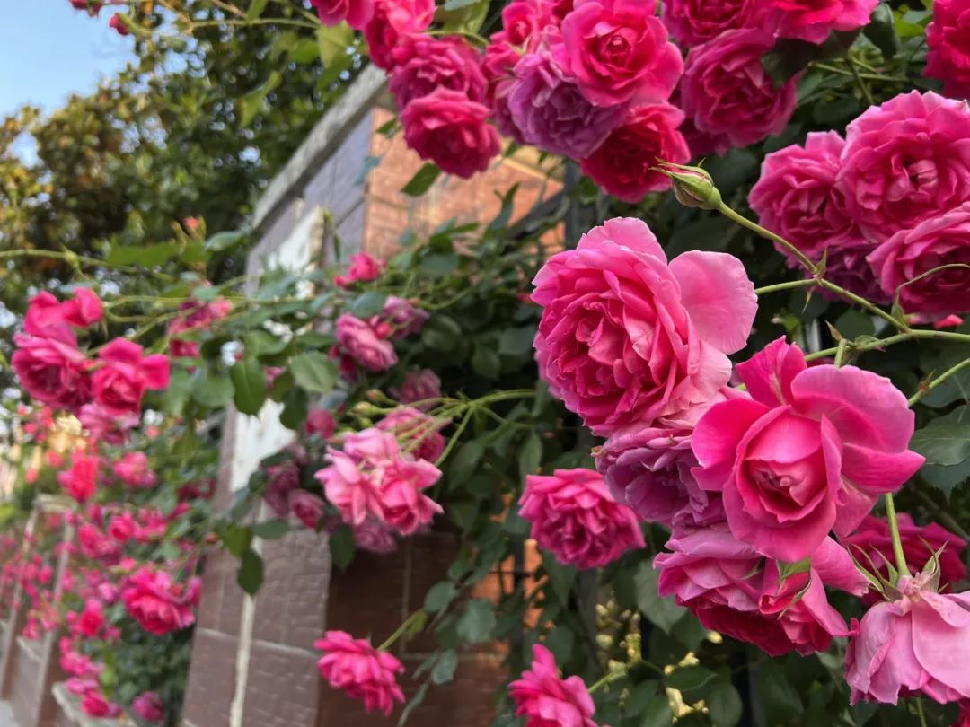 蔷薇花几月份种合适 ac8d-0a72a2d9442fe527bca5be680eb24c21.jpg