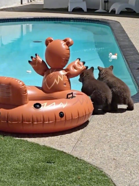熊妈妈带着宝宝来学游泳了：别拘束，就当咱自己家一样！