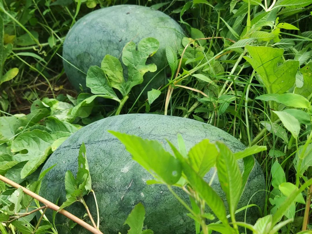 西瓜怎么种植教程 e774-ad69754a838c3545e7e4785a01603d44.jpg