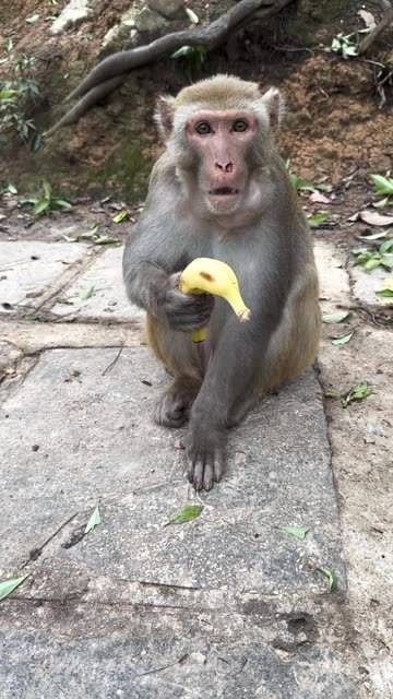 严谨的猴子剥香蕉