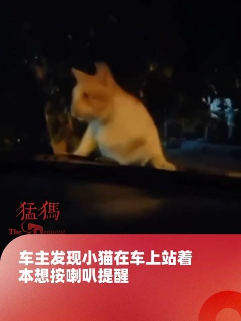车主发现一只小猫站在车上，原本想按喇叭提醒，结果却吓到了那只猫咪