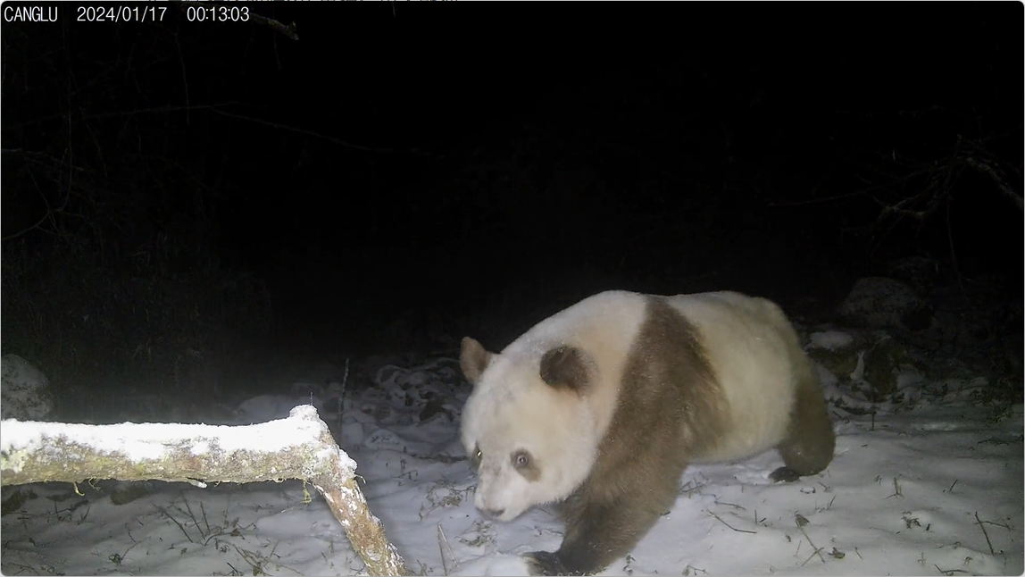 陝西長青國家級自然保護區的紅外相機拍攝到野生棕色大熊貓。「長青自然保護區」微信公眾號影片截圖