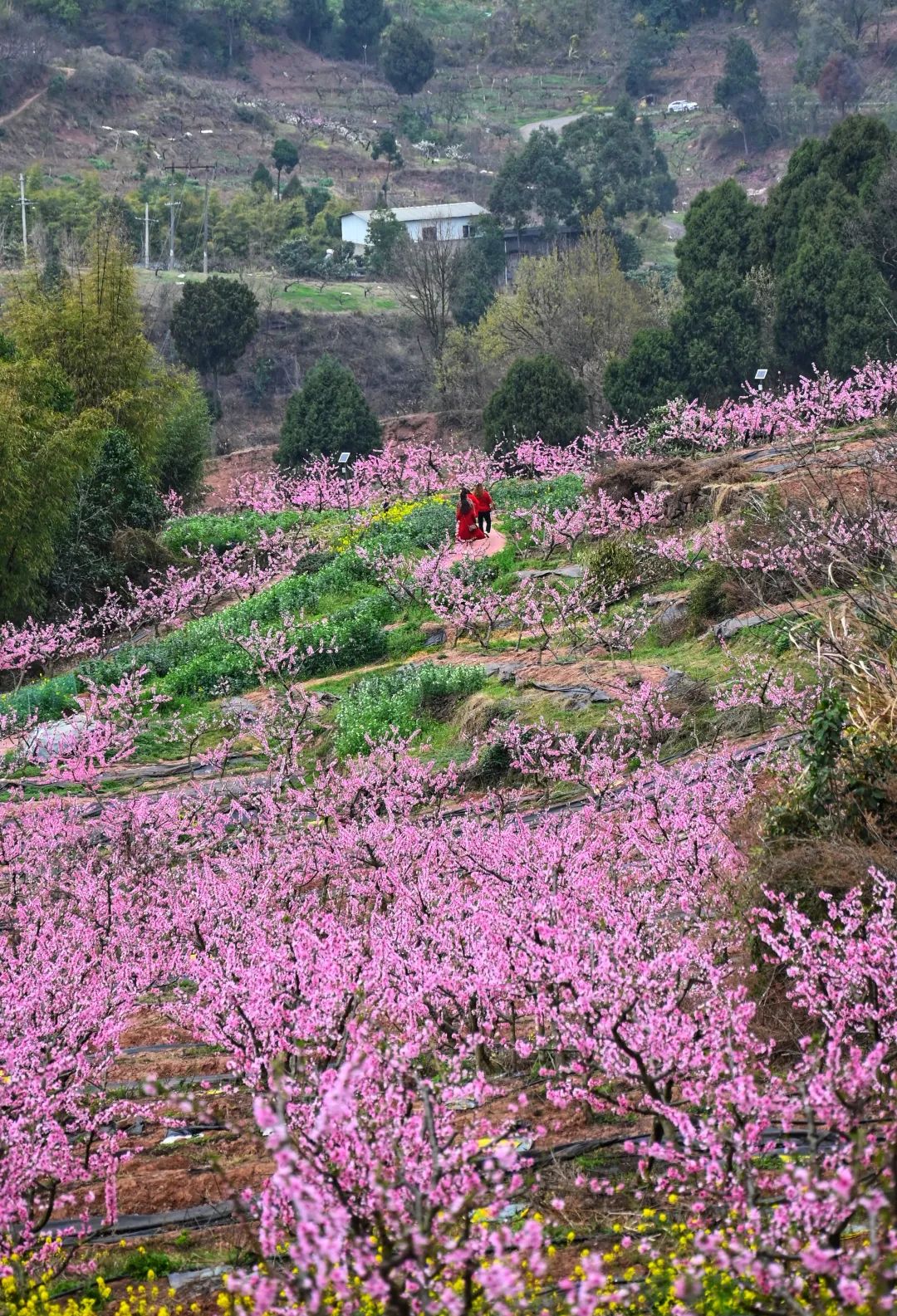 龙泉山上桃花盛放时 摄影:王效