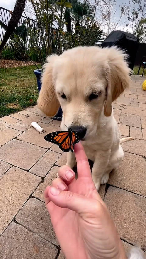 蝴蝶落到小狗的脸上，小狗小心翼翼不敢动