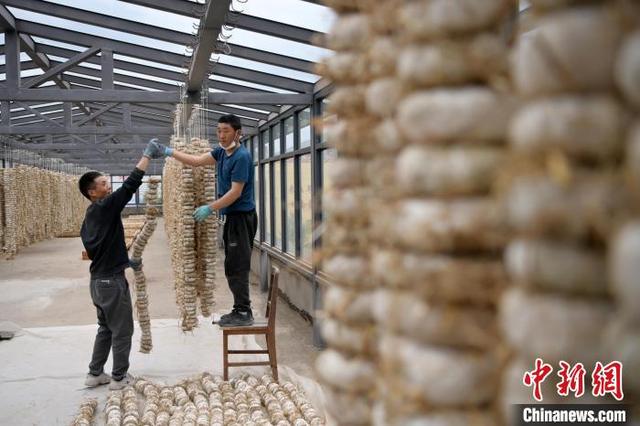 图为5月10日,工作人员将用青稞面和青稞草等制成的曲坯用绳子串起来晾晒。九美旦增 摄