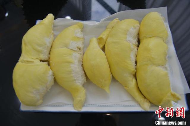 5月14日,海南三亚育才生态区的榴莲种植基地里,极少数榴莲已成熟,果肉饱满。张月和 摄