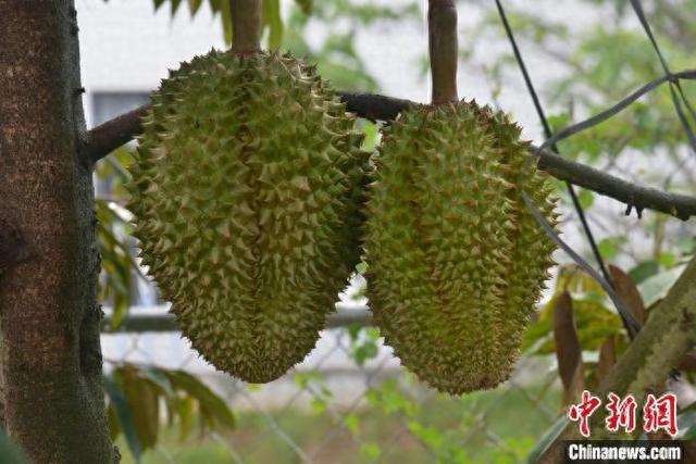 5月14日,海南三亚育才生态区的榴莲种植基地里,榴莲树上已长出排球大小的榴莲果。张月和 摄