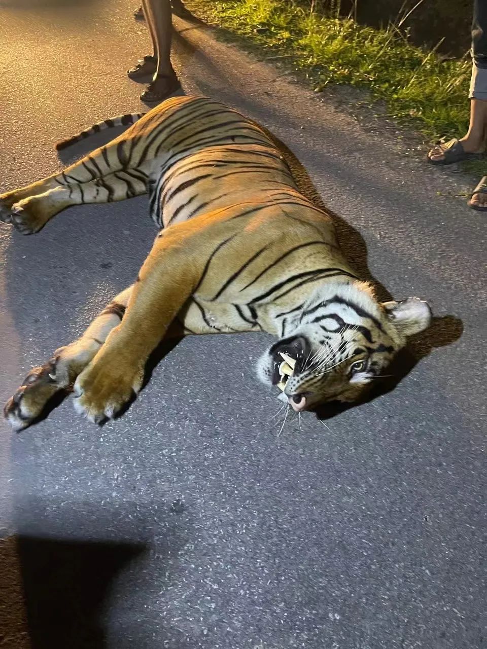 什么动物能打得过老虎 7b2e-4055d75b9218fb1e1778ba2f907c37ee.jpg