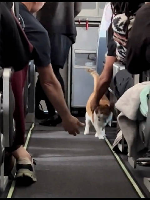 第一次坐飞机的小猫，好奇的跑来跑去 空乘：请勿抚摸其他乘客的脑袋