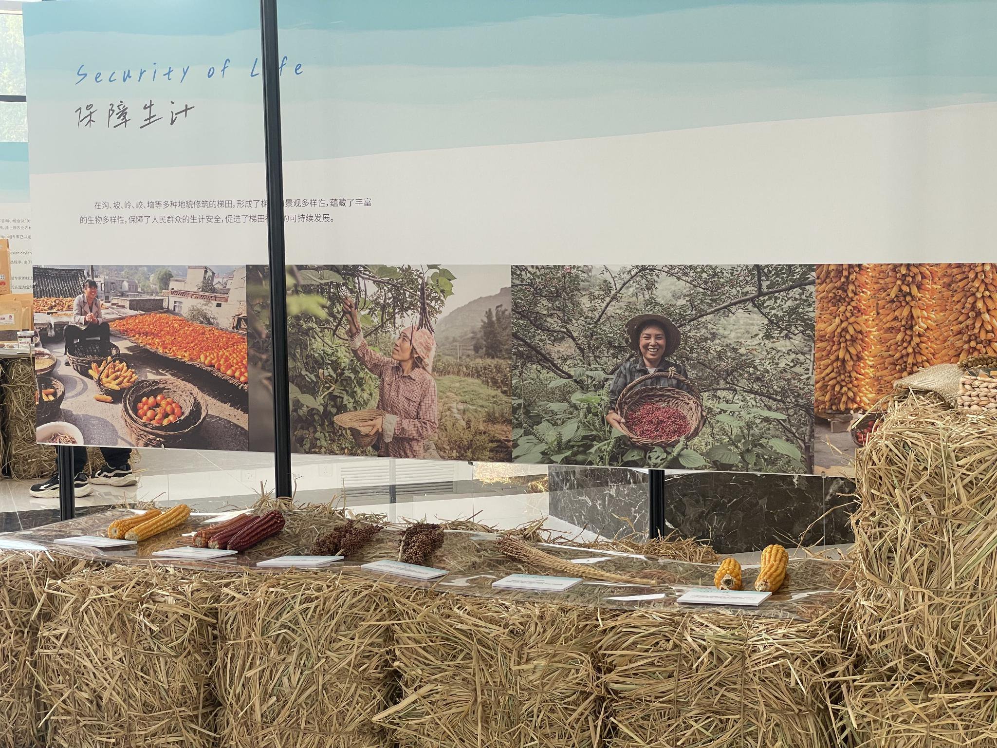 5月17日，中國農業博物館里「河北涉縣旱作石堰梯田系統文化展」的農具。新京報記者 陳超 攝