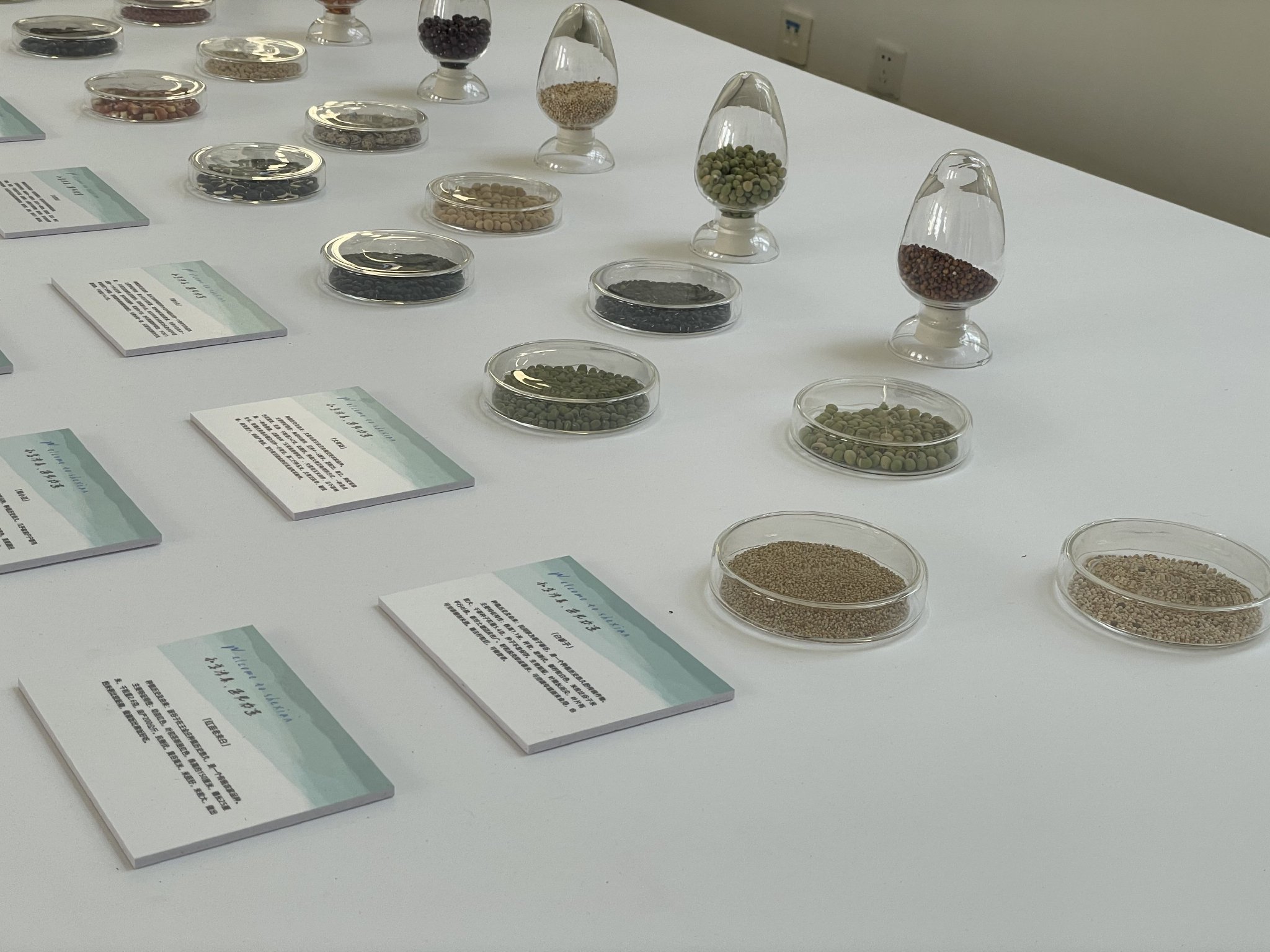 展出的玉米、高粱、穀子等農作物的種子。新京報記者 陳超 攝