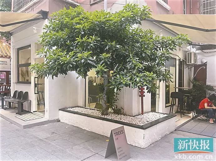▲“大树TREES”咖啡店门前的大树生机盎然,十分养眼。