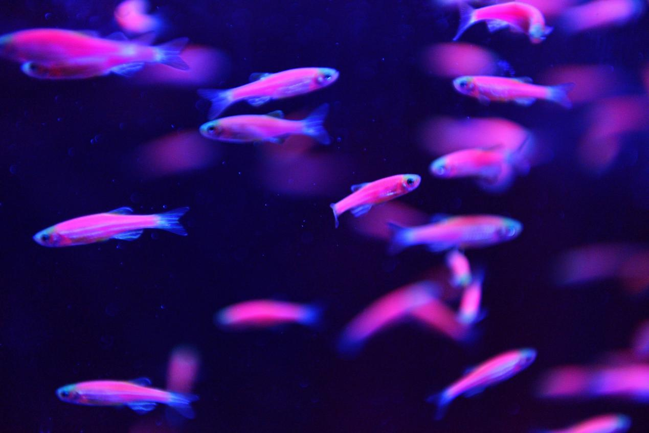 斑馬魚。 資料圖片:新華社