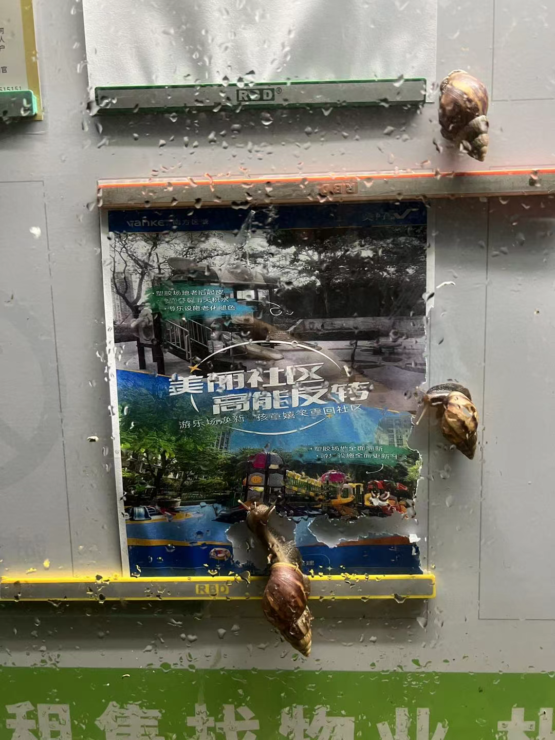 無斑瑪瑙螺爬進深圳社區的宣傳櫥窗中。受訪者供圖