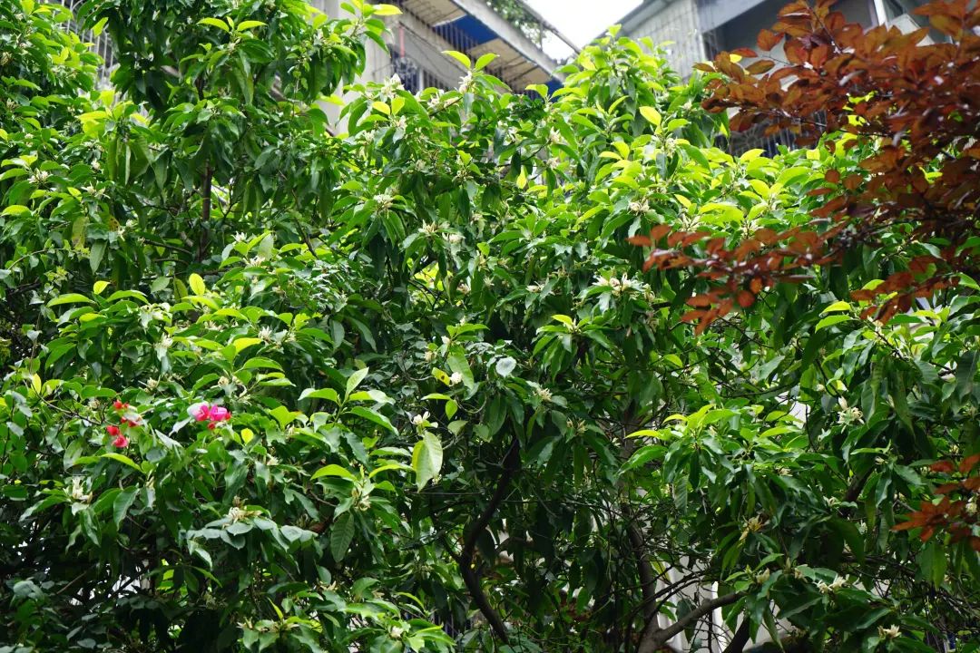 ▲路过一个有栀子花、黄桷兰、绣球花、三角梅和旱金莲的夏天的院子