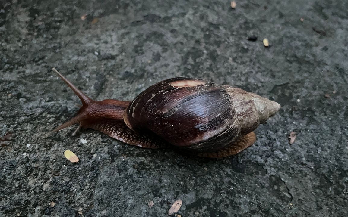 在深圳出現無斑瑪瑙螺，自2014年在海關被截獲，該物種入侵我國已有十年時間。受訪者供圖