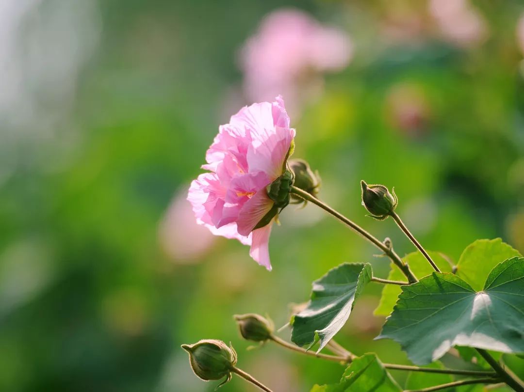▲成都市花木芙蓉。图源/视觉中国