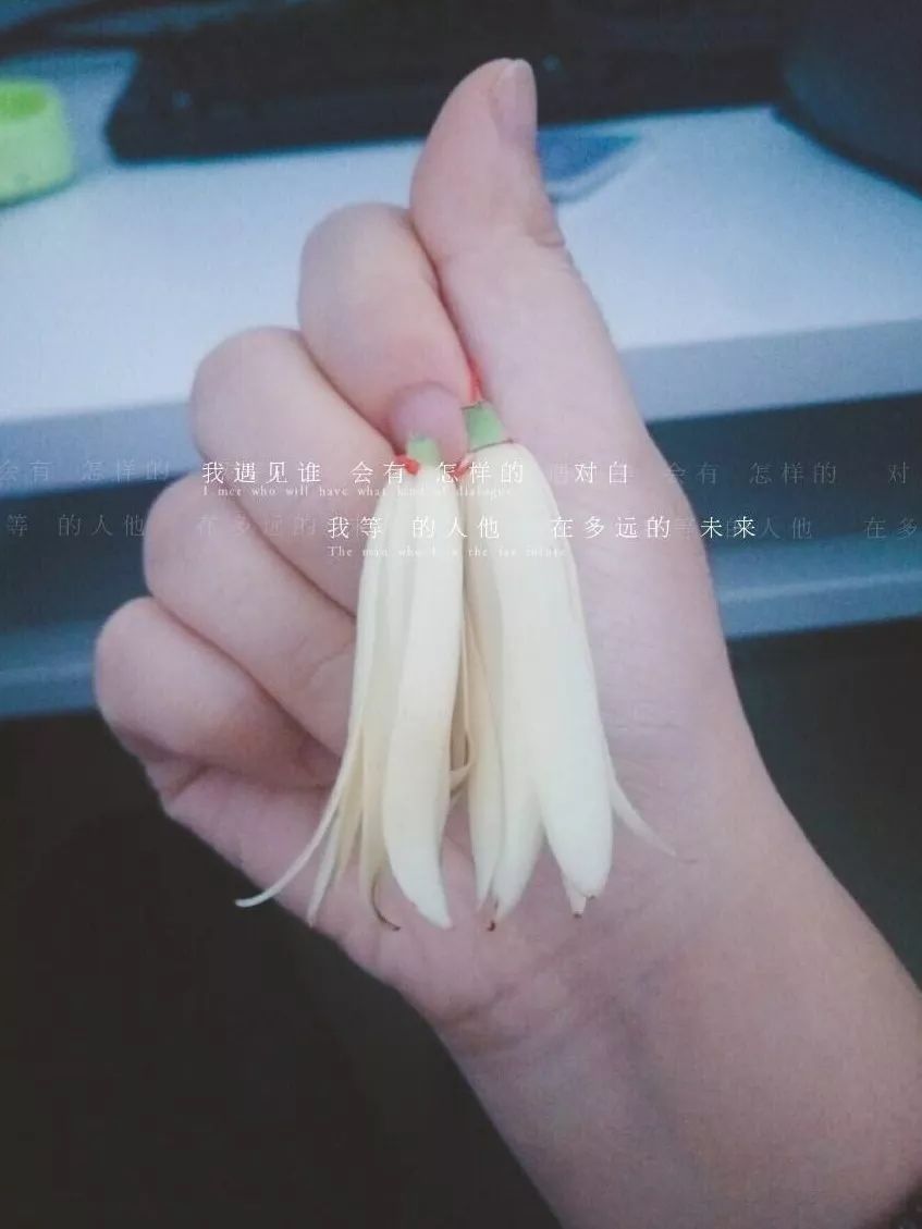 ▲2朵花是成都黄桷兰的标配。图源/阿宋