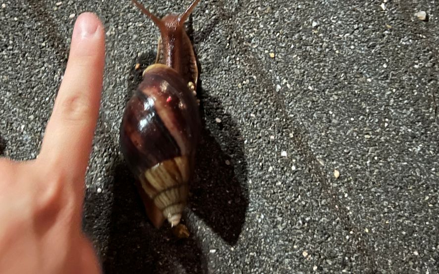 無斑瑪瑙螺在深圳街頭出現，身長略長於成人食指。受訪者供圖