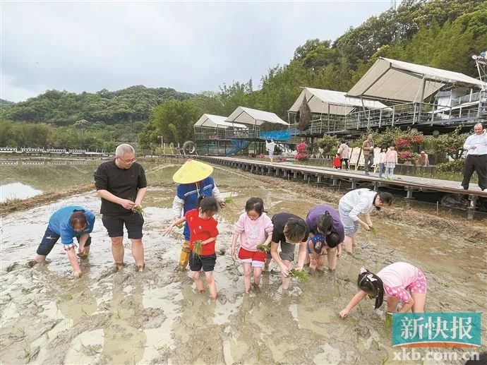 ▲孩子们在广州市从化区良口镇米埗村体验农耕插秧研学活动。新华社发