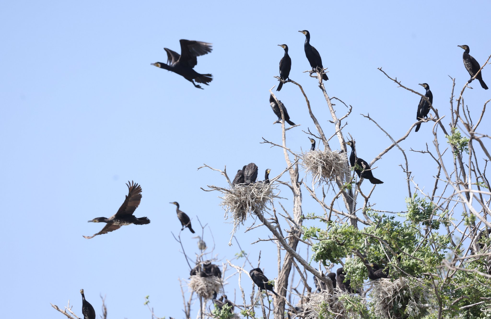 5月20日,密雲水古天奴島,蒼鷺、白鷺、鸕鶿等鳥類擇枝築巢、育雛。新京報記者 李木易 攝