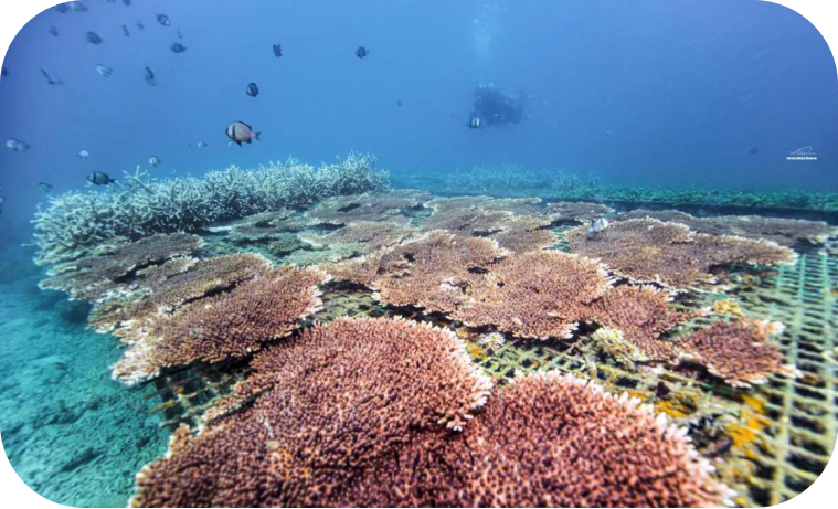 在海洋牧場人工魚礁上面進行珊瑚移植，加快海洋生態修復速度。三亞蜈支洲島旅遊區供圖