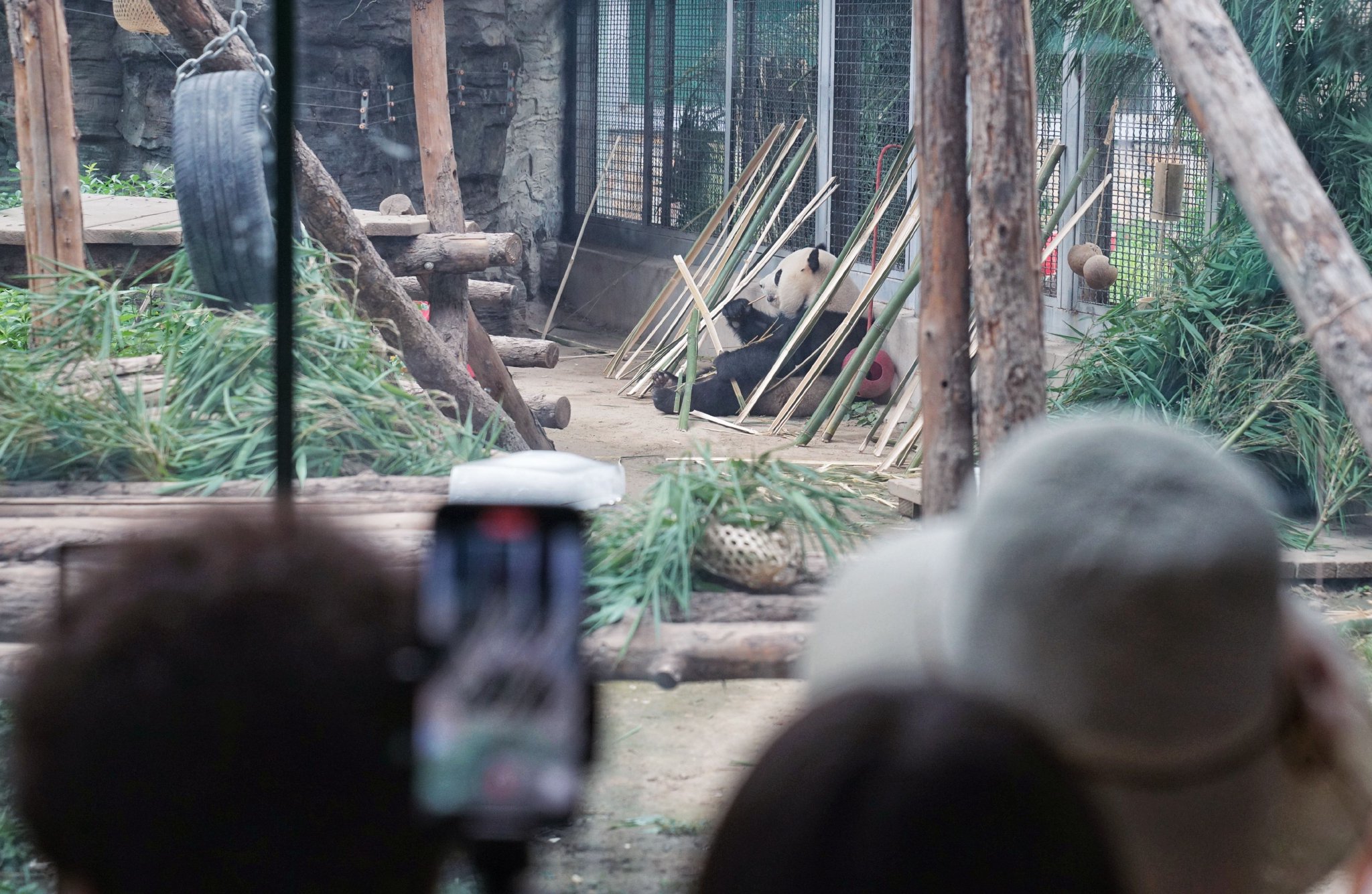 大熊貓「萌寶」正在享用新鮮的竹子。新京報記者 薛珺 攝