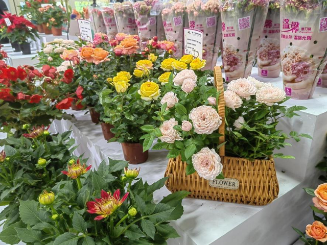 盆栽花卉种类大全及图片 4ac7-86457b18ea34f19edc6bae43507389a6.png