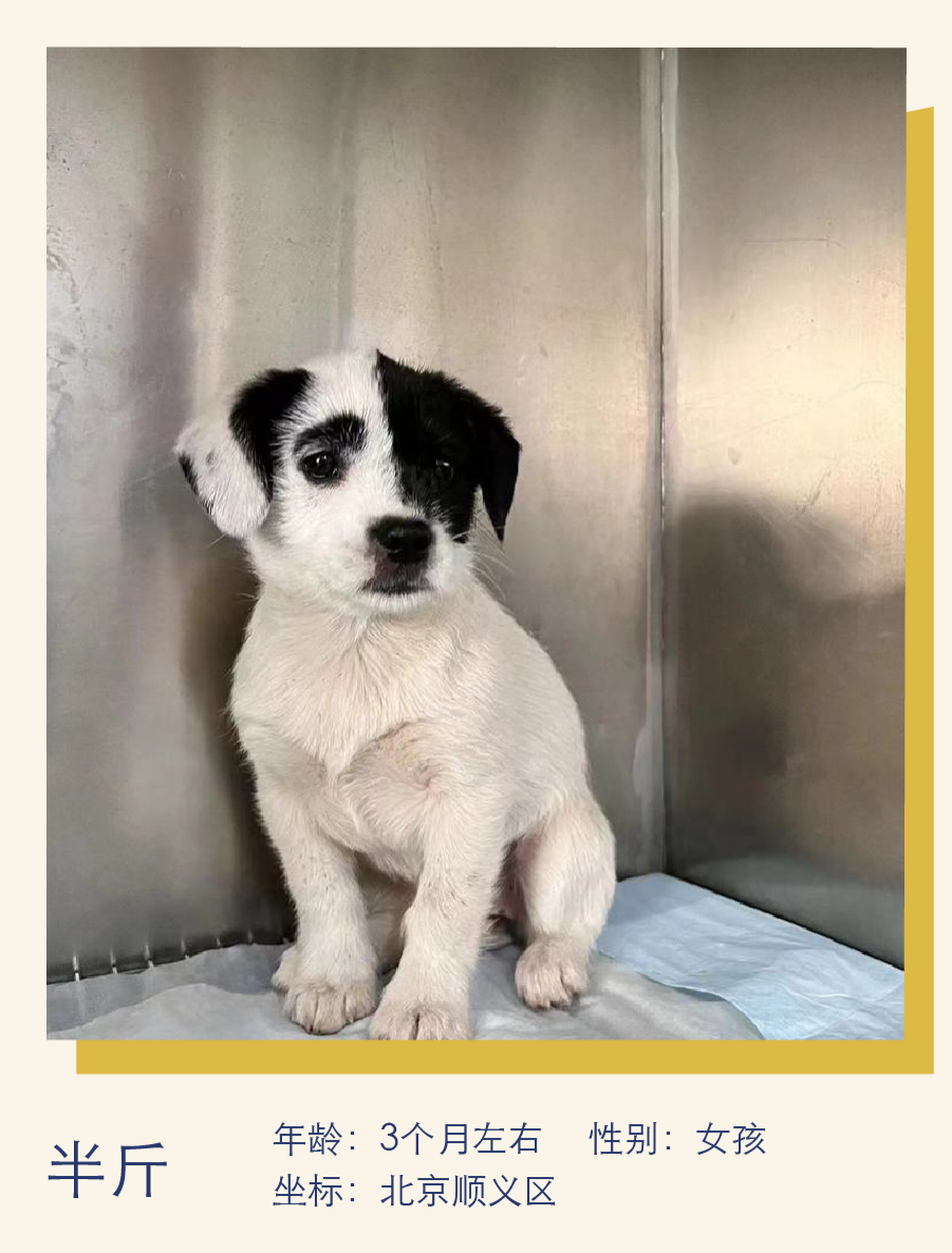 怎么养小奶狗快速喜欢你 f2b9-6ee08bc46b4703966dad639251fbc0e9.png