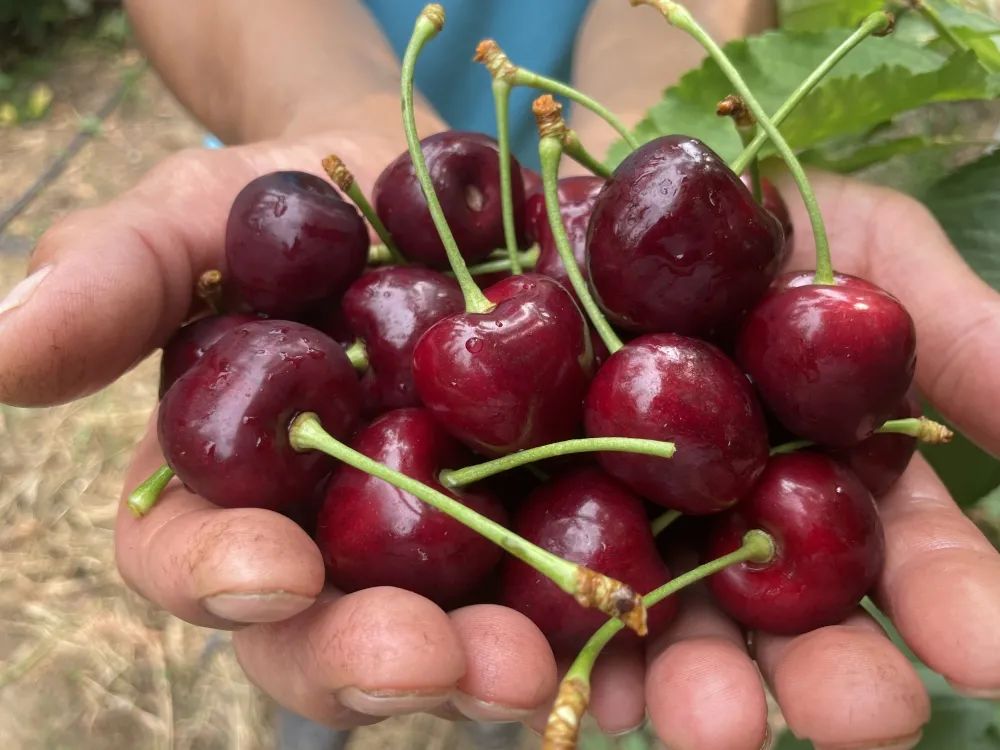 樱桃熟了 f353-0795a88b3bf3f31d05374a05a635c37c.jpg