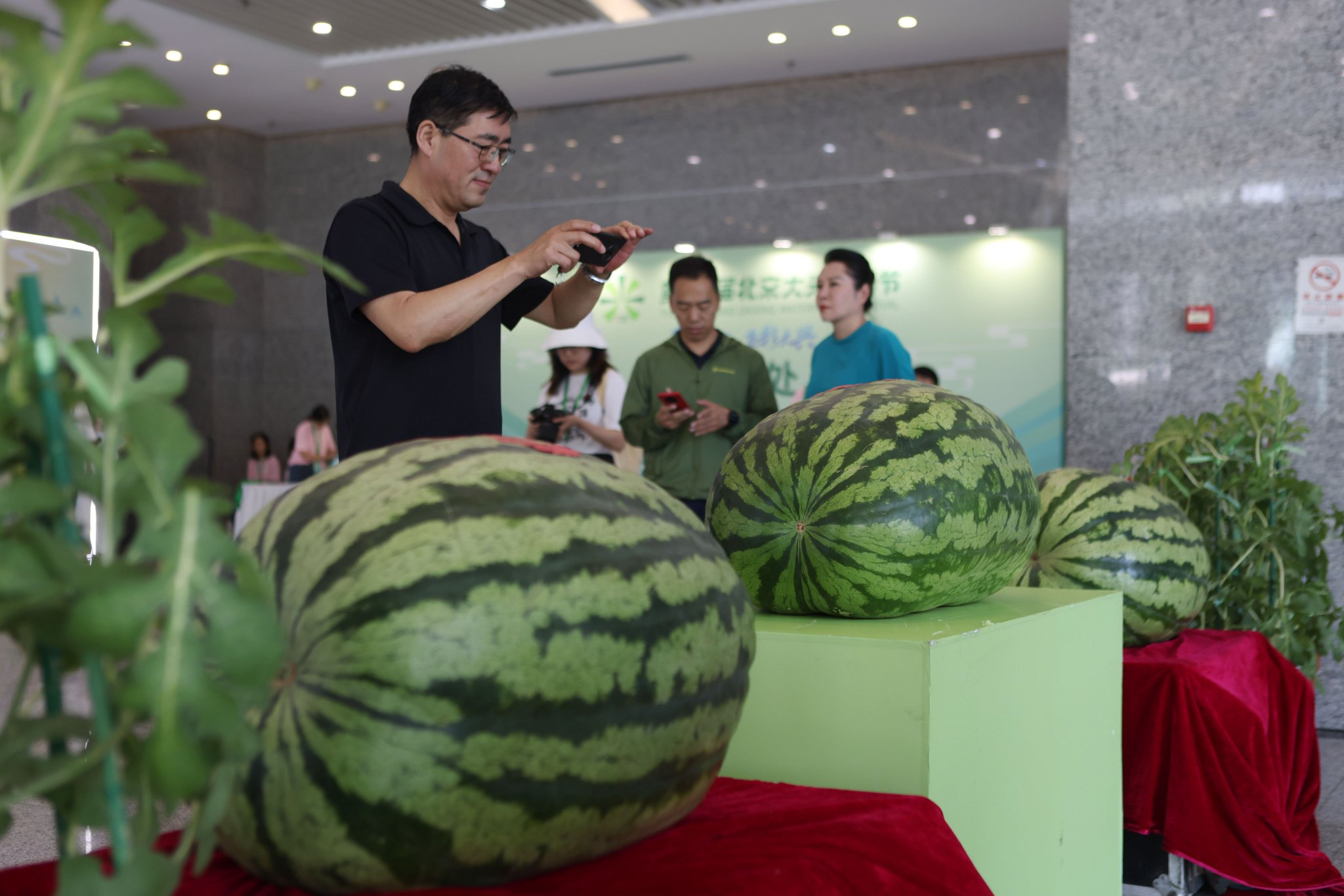 貼有「瓜王」紅色貼紙的大西瓜「坐鎮」會場入口處,一時間吸引了不少參會觀眾的目光。新京報記者 李木易 攝