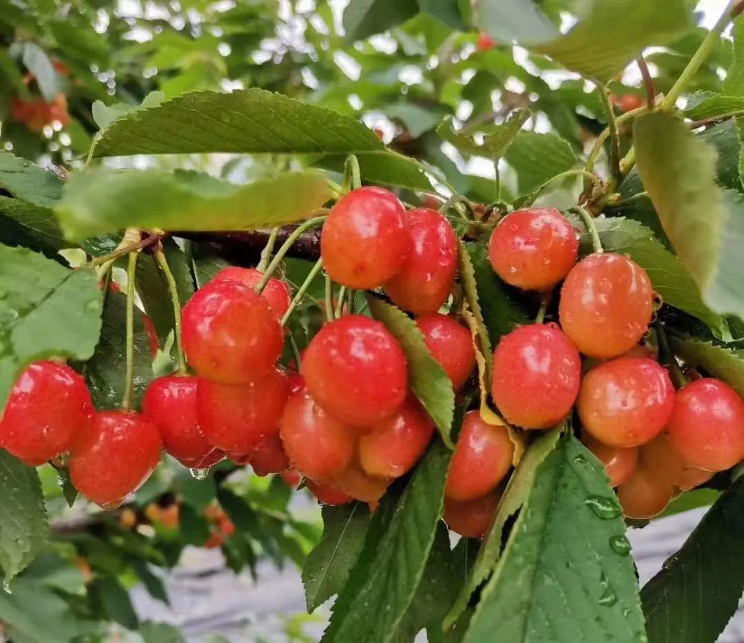 樱桃熟了 27e2-2b53320aee236c578d07bee6d83a527e.jpg