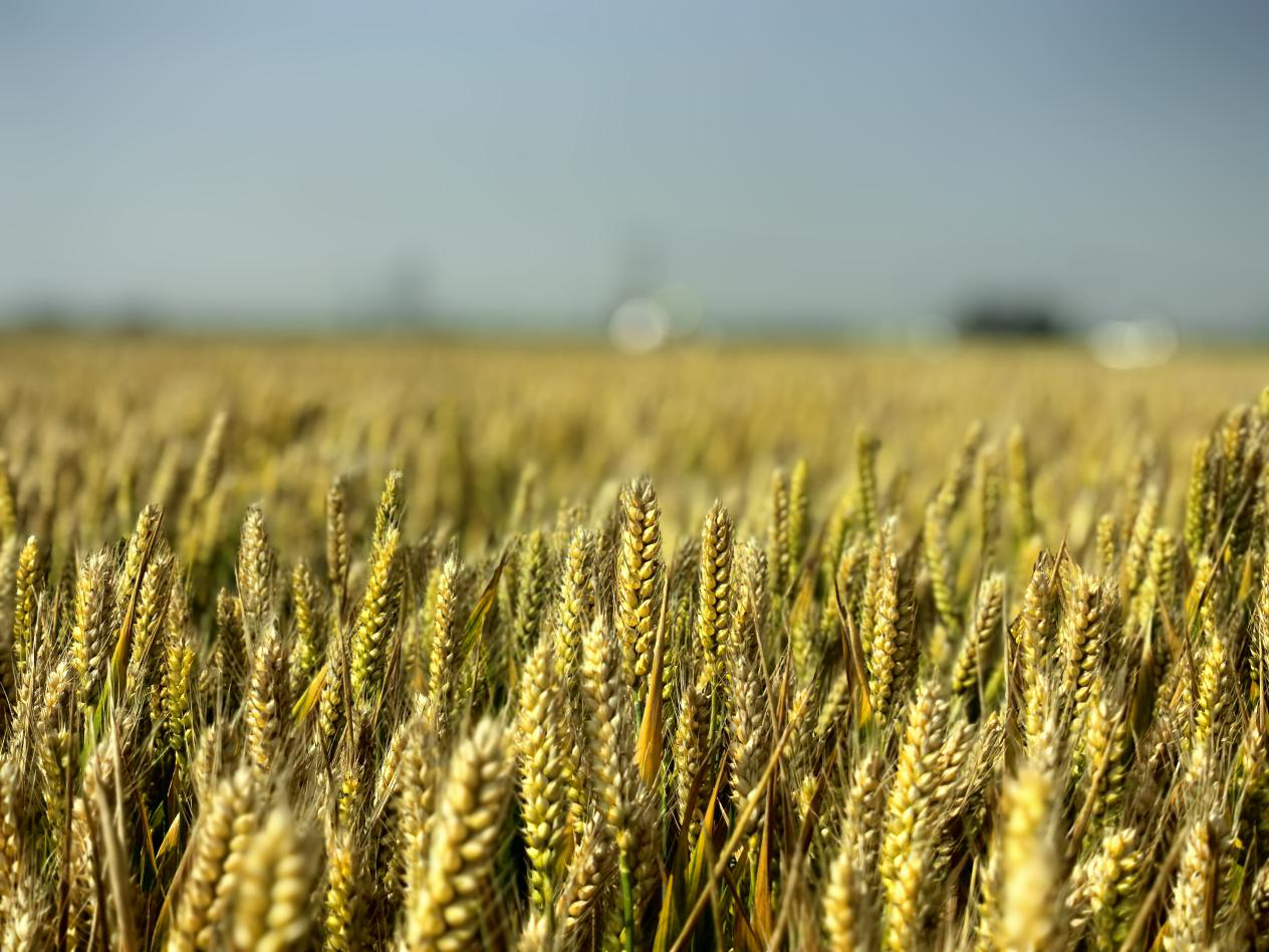 即將成熟的小麥-冰草遠緣雜交種質材料。中國農科院作科所供圖