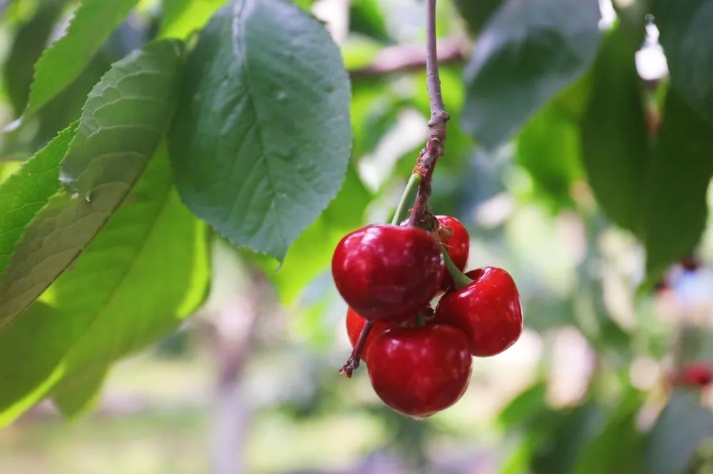 最好的三种樱桃的品种 1b16-f54d3b74beed96ba35dd6740b64851e1.jpg