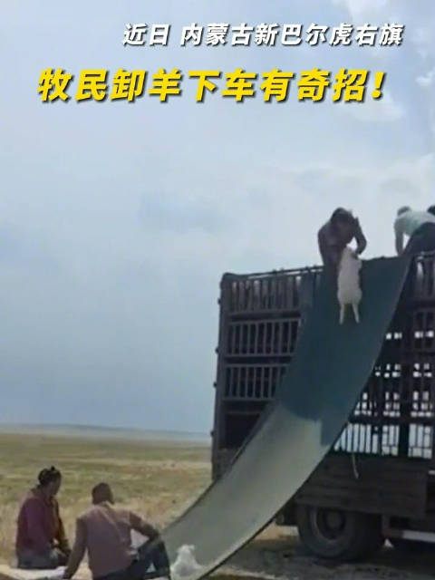 牧民卸羊下车奇招